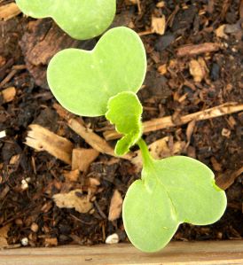 2012-05-21 054 radish
