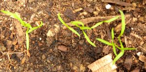 2012-05-21 055 carrots