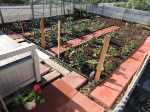 community garden