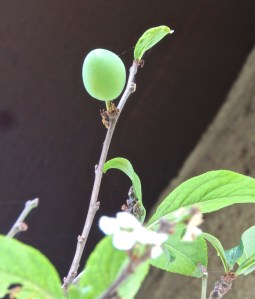 Part of this nutty weather has been odd behavior from our fruit trees. Our plum tree bloomed again in the fall and even set one plum. Our apple trees also set fruit twice this year. That ain't normal, folks.