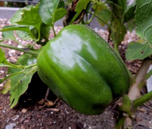 We had such a hot fall here that bell peppers continued to set fruit. Here is a December pepper nearing readiness for picking.