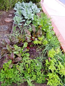 Raised bed in our front yard has parsley, chives, basil, beets, carrots, chard, broccoli, cauliflower, cabbage, and four varieties of garlic.