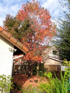 Our two liquid amber trees are more than half devoid of leaves. We save the leaves in bags to go into the compost bins over the course of the year. Green living!