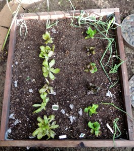 I removed the cat poop, dug in steer manure, and planted garlic, green onions, and lettuce. That's good!