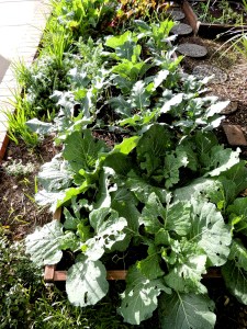 Raised bed from the other angle. Ack, look at all the cabbage worm damage. That's ugly!