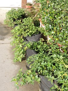 My Gro-Pots of sweet potatoes might make some tubers one of these days. They weren't ready for Thanksgiving. 