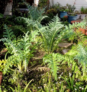 We have five artichokes this year. They are short-lived perennials, and these are probably on their third year. They die back, and resprout from the root.
