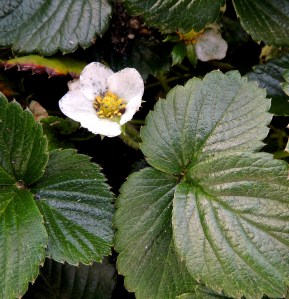 I'm growing strawberries in planters in the driveway this year. I'm hoping to get more berries than I do from our strawberry jar. They must think it's spring, because they are blooming and setting berries like crazy. That's GOOD.