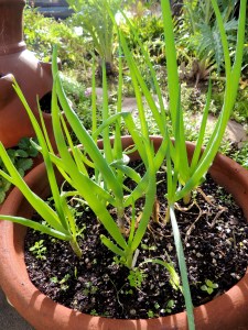I grow green onions in pots the year round, always some coming along. We haven't bought green onions at the store in many years. That's GOOD.