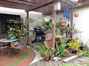 I filled the deck with plants. I wanted to be surrounded by LIFE. But my plants rotted the deck.