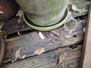 Ug, our deck in back has dry rot. That's UGLY. We had a contractor take measurements today to do some deck repairs for us. That will be GOOD.