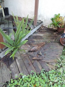 Ferns started growing up between boards.