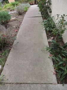 The neighbor's huge cypress trees are gone and so is the sidewalk that the tree roots cracked. This is our new sidewalk on the south side of the house.