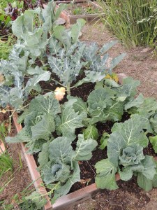 The raised bed in front is looking good with broccoli, cauliflower, cabbage, beets, and carrots nearing harvest readiness.