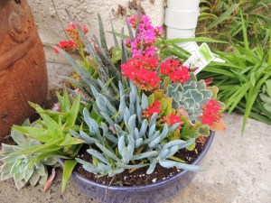As part of my birthday celebration, I dressed up our front walkway with a new arrangement of succulents.