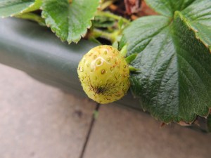 I'm growing strawberries in planters in the driveway, since I am out of room in the yard. A few berries are coming along.