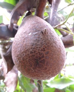 I have a few avocados left from last year's fruit set. I need to harvest them so I can prune the tree before it is in full bloom.