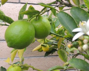 I need to squeeze and freeze juice from the lemons and limes so we will have it in summer when we want cold citrus drinks.