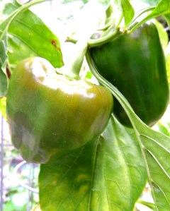 I have a few bell peppers nearing harvest, but these are the last of the season, set during an unseasonable October heat wave.