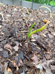 I managed to get some onions planted. Not sure they will all survive, but at least a few look like they are going to make it.