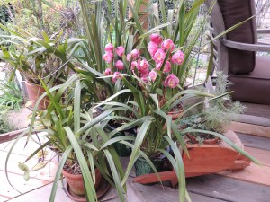 I added some new cymbidium orchids because the ones I have now are still a few weeks away from blooming and I wanted orchids in BLOOM for my birthday.