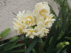 Oh look, it's spring already. My paperwhite narcissus are nearing the end of their bloom, while these double narcissus are at peak. My daffodils are just now poking up out of the ground.