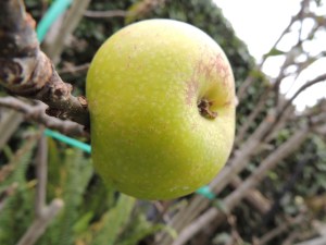 I have one small Granny Smith apple left on the tree that needs to go into a salad.
