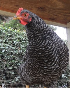 Peep and Cheep will be six months old next week. Their combs and wattles have turned red. Can eggs be far off?