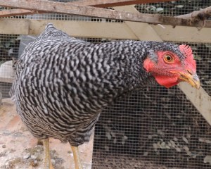 This is Cheep. She is slightly lighter than Peep. 