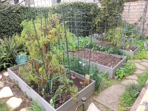 My raised beds in back have three tomatoes that I'm trying to overwinter. I picked the last tomato a few days ago. The onions are in the middle bed. The farthest bed has bell peppers