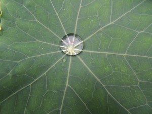 I couldn't stop photographing those leaves.