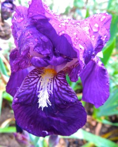 Our old-fashioned purple iris seem to bloom randomly. My fancy bearded iris only bloom in real spring, not this crazy January spring.
