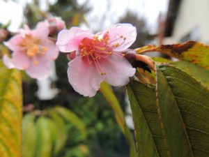 The Florida Prince peach is bursting into bloom. It is the first of my stone fruit trees to bloom and first to be ready to harvest.