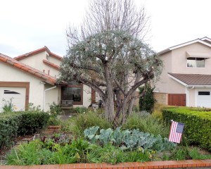 This is our olive tree after it got pruned. My Garden of Infinite Neglect (which hasn't been neglected since I put it into a raised bed) is under it.
