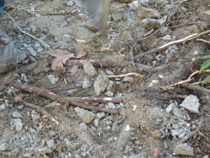 These are the bad tree roots that were raising the sidewalk. Bad liquid amber!