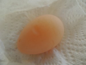 One of our new hens laid her first egg--with no shell!