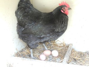 This is Henrietta, our sweet Black Australorp. She is our oldest hen, and is still laying.