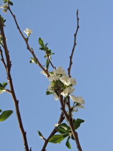 Even the Santa Rosa plum is putting on a show this year. We normally get NO plums. The critters always beat me to the 2-3 that set fruit. I am more hopeful this year.