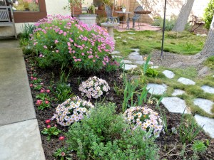 I planted some perennial flowers along the front walkway.