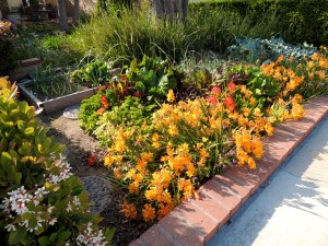 The Garden of Infinite Neglect is in full bloom with a freesia border. The veggie garden itself is, well, neglected.