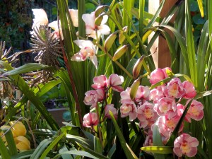 We have had orchids in bloom on the back deck and patio since January. The second batch of blooms is just now opening up.