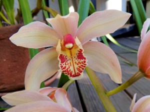 It is such a joy to have such beautiful flowers.