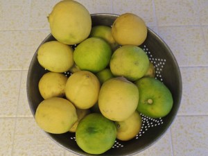 And these are the limes that we have left AFTER taking some down to Scott and family. Time to squeeze and freeze.
