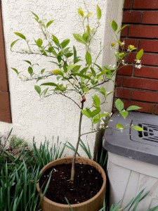 After having this dwarf Valencia orange for four years, I finally got around to planting it in its permanent pot. It is in full bloom. I'm sure it will do better now that it is finally our of its nursery pot.