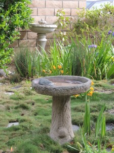 In addition to the pond, we have a bird bath. The one is back is a used fountain dropped off by our tree guy. Someone was throwing it out because it no longer holds water. I plan to fix it if I can.