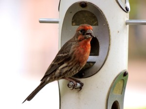 Male house finch at feeder.