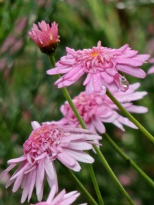 Pink cobbity daisies