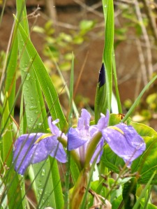 Light lavender Louisiana iris in pond.