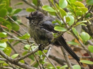 A bushtit after bathing in the pond. A pair has been collecting nesting material from our yard this week.