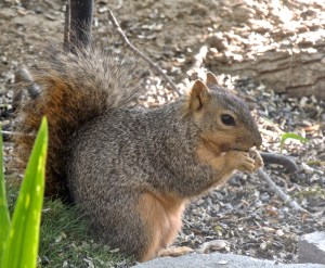 This is a rare visitor to our yard.